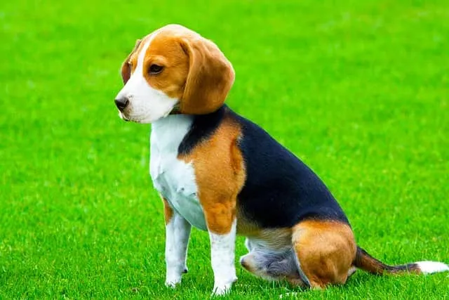 Beagle