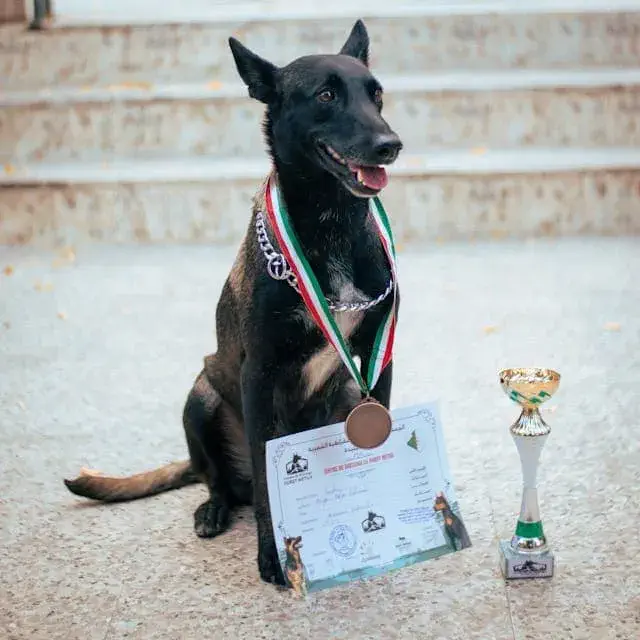 Benefits of Free Reactive Dog Training