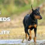 Dog Breeds for Agility