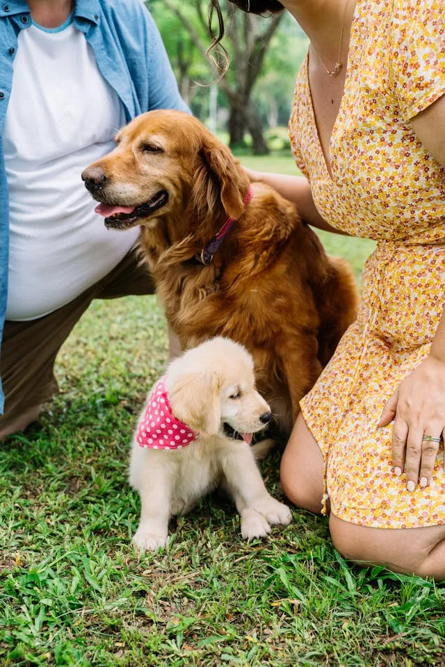 Factors Affecting Dog Life Cycle