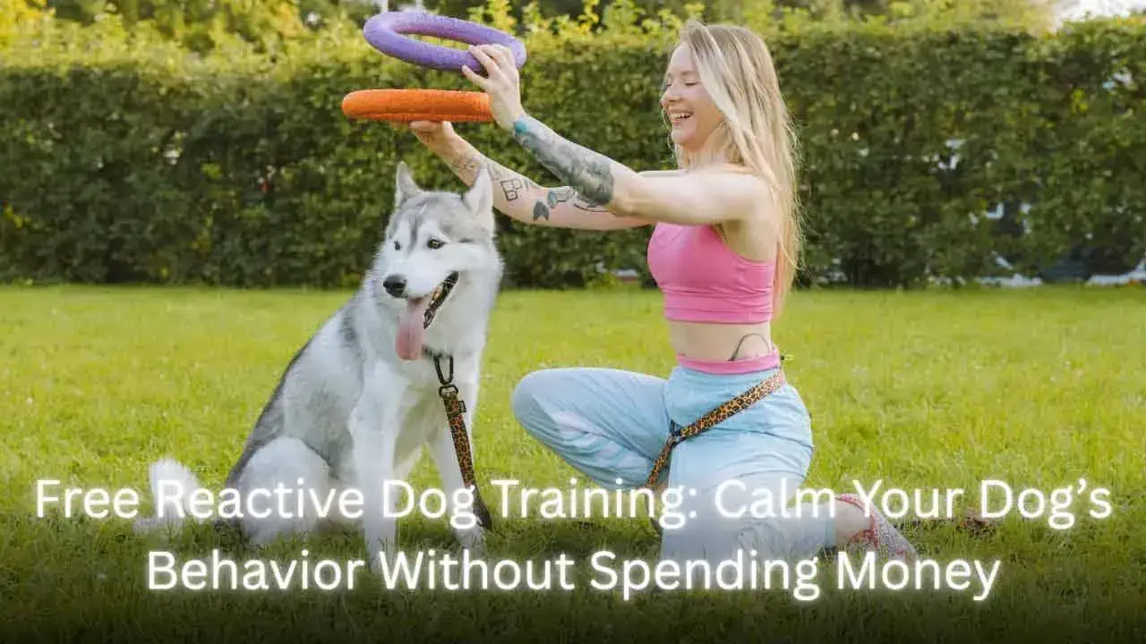 Free Reactive Dog Training: Calm Your Dog’s Behavior Without Spending Money Free Reactive Dog Training featured image
