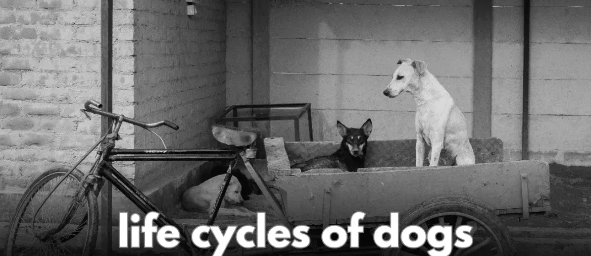 life cycles of dogs​ Featured Image