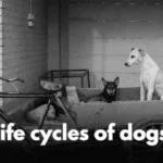 life cycles of dogs​ Featured Image