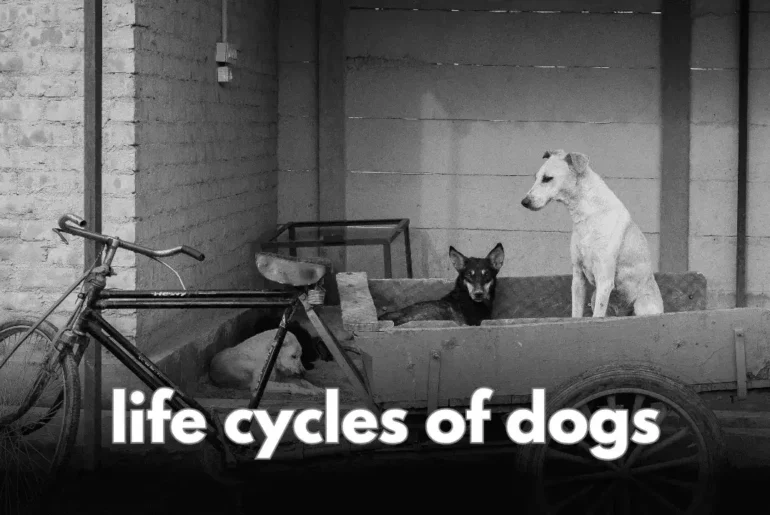 life cycles of dogs​ Featured Image