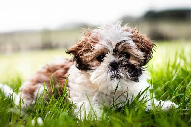 shih-tzu