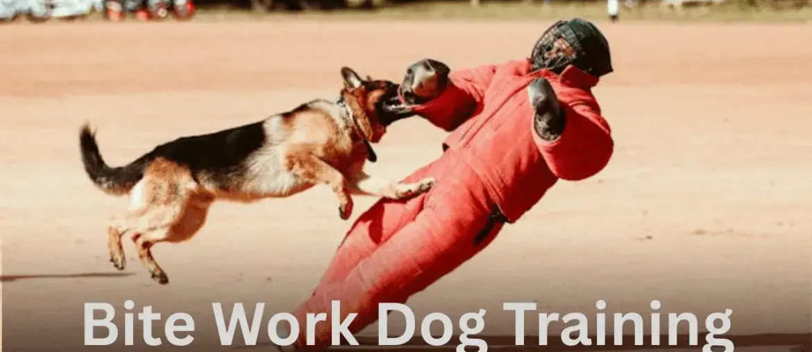 Bite Work Dog Training
