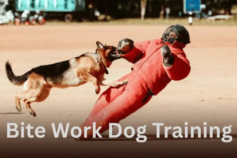 Bite Work Dog Training