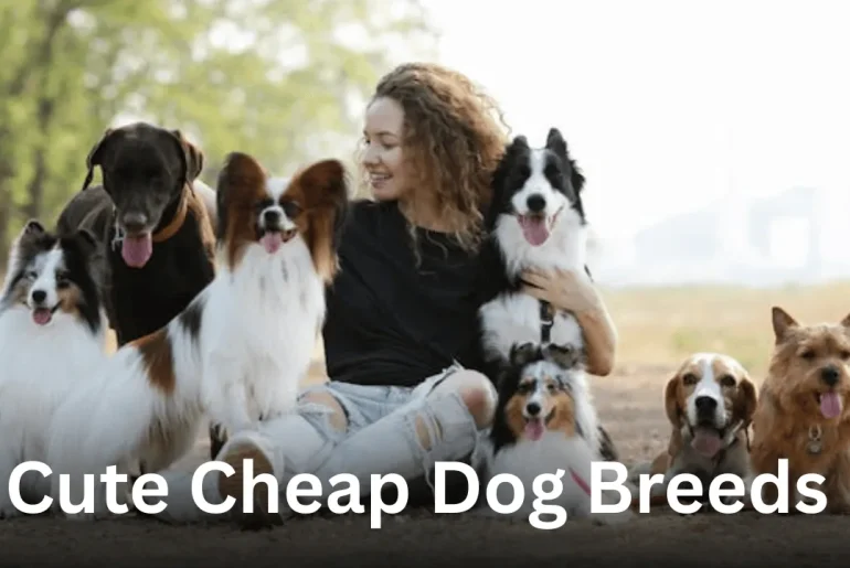 Cute-Cheap-Dog-Breeds