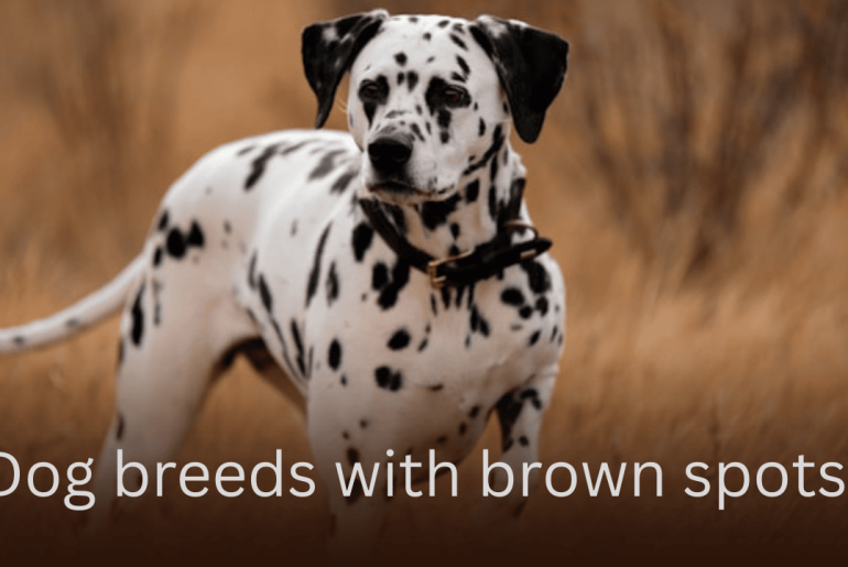 Dog breeds with brown spots
