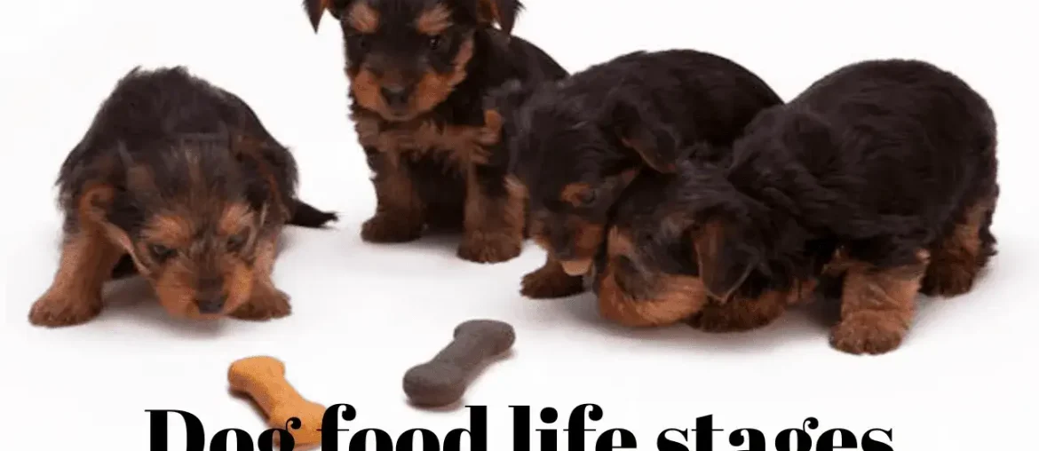 Dog-food-life-stages