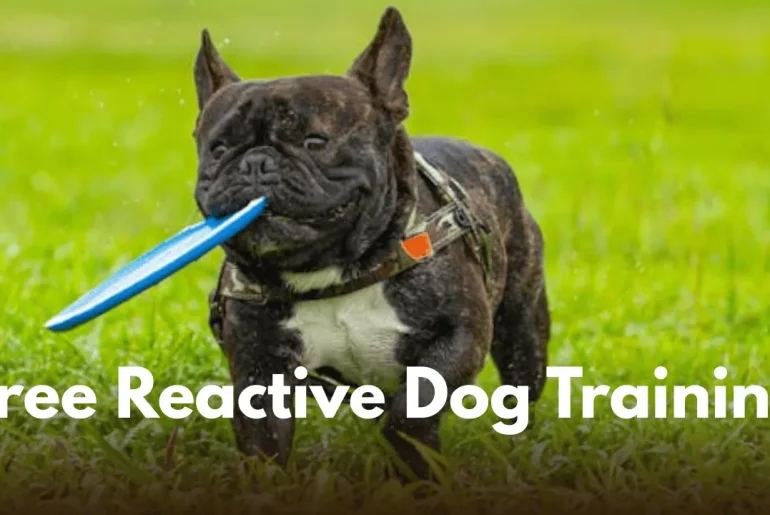 Free Reactive Dog Training: Effective Techniques You Can Start Today